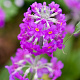 Primula beesiana GM P9