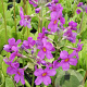 Primula beesiana GM P9