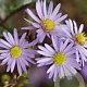 Aster laevis 'Novemberblau' GM P9