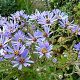 Aster macrophyllus GM P9