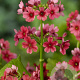 Primula japonica 'Miller's Crimson' GM P9