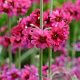 Primula pulverulenta GM P9