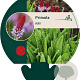 Primula vialii GM P9