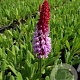 Primula vialii GM P9