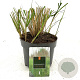 Calamagrostis acut. 'Karl Foerster' GM 2,0L
