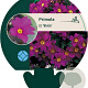 Primula (J) 'Wanda' GM P9
