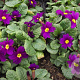 Primula (J) 'Wanda' GM P9