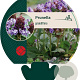 Prunella grandiflora GM P9