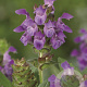 Prunella grandiflora GM P9