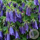 Campanula 'Purple Sensation' GM P9