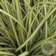 Carex brunnea 'Camara' GM 2,0L