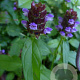 Prunella vulgaris GM P9
