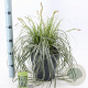 Carex Feather Falls 30-40 cm 6,5L