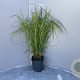 Carex grayi GM 2,0L
