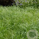 Carex pensylvanica GM P9