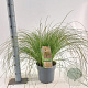 Carex testacea 'Prairie Fire' 30-40 cm 6,5L