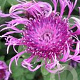 Centaurea 'Caramia' GM P9