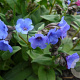 Pulmonaria 'Blue Ensign' GM P9