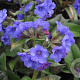 Pulmonaria 'Blue Ensign' GM P9