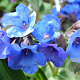 Pulmonaria 'Blue Ensign' GM P9