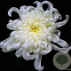 Chrysanthemum (I) 'Havelschwan' GM P9