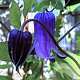 Clematis (I) 'Blue Ribbons' GM P9
