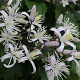 Clematis 'Praecox' GM P9