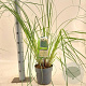 Cortaderia selloana 60-80 cm 3,0L