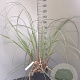 Cortaderia selloana GM 2,0L