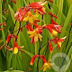 Crocosmia 'Harlquin' GM P9