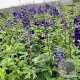 Delphinium (P) 'Black Knight' GM 2,0L