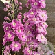 Delphinium 'Strawberry Fair' GM  P11
