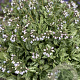 Pulmonaria Opal GM P9