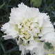 Dianthus (PL) 'Mrs Sinkins' GM P9