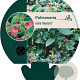Pulmonaria rubra 'Redstart' GM P9