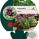 Pulsatilla vulgaris GM P9