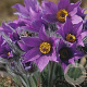 Pulsatilla vulgaris GM P9