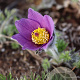 Pulsatilla vulgaris GM P9