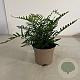 Dryopteris wallichiana GM 2,0L