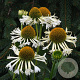 Echinacea 'Ferris Wheel' GM P9