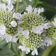 Pycnanthemum pilosum GM P9