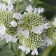 Pycnanthemum pilosum GM P9