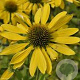 Echinacea 'Leilani' GM P9