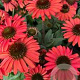 Echinacea Prima Ruby GM P9