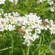 Pycnanthemum tenuifolium GM P9