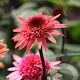 Echinacea 'Raspberry Truffle' GM P9