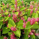 Fallopia japonica compacta GM P9