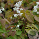 Epimedium diphyllum kitamuranum GM P9