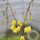 Epimedium 'Lemon Zest' GM P9