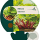 Rheum rhabarbarum GM P9